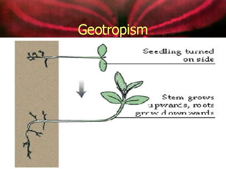 Geotropism 