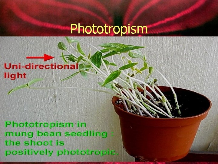 Phototropism 