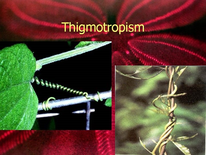Thigmotropism 