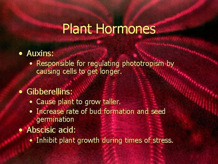 Plant Hormones • Auxins: • Responsible for regulating phototropism by causing cells to get