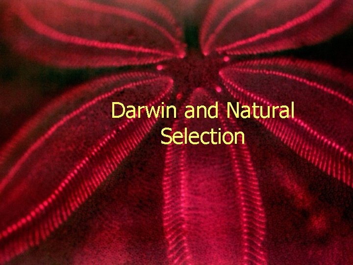 Darwin and Natural Selection 