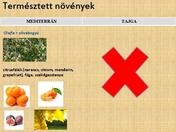 Természtett növények MEDITERRÁN Olajfa > olivabogyó citrusfélék (narancs, citrom, mandarin, grapefruit), füge, szelídgesztenye TAJGA