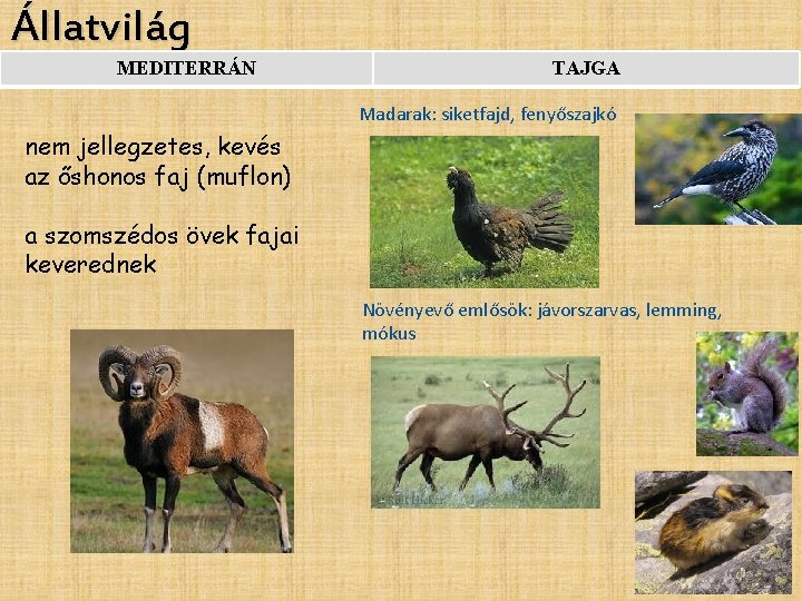 Állatvilág MEDITERRÁN TAJGA Madarak: siketfajd, fenyőszajkó nem jellegzetes, kevés az őshonos faj (muflon) a