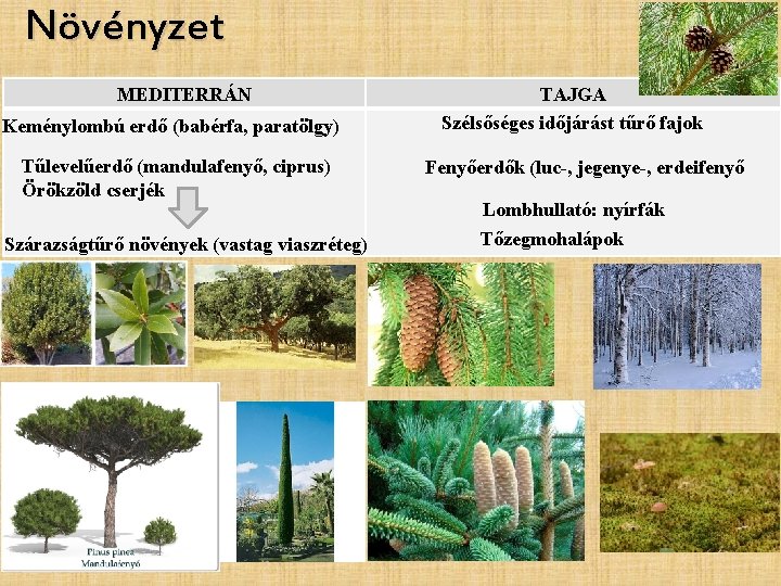 Növényzet MEDITERRÁN Keménylombú erdő (babérfa, paratölgy) Tűlevelűerdő (mandulafenyő, ciprus) Örökzöld cserjék Szárazságtűrő növények (vastag