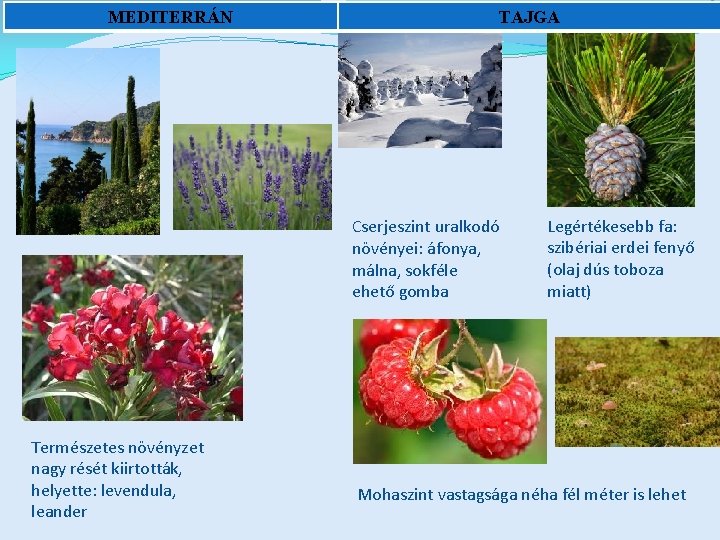 MEDITERRÁN TAJGA Cserjeszint uralkodó növényei: áfonya, málna, sokféle ehető gomba Természetes növényzet nagy rését