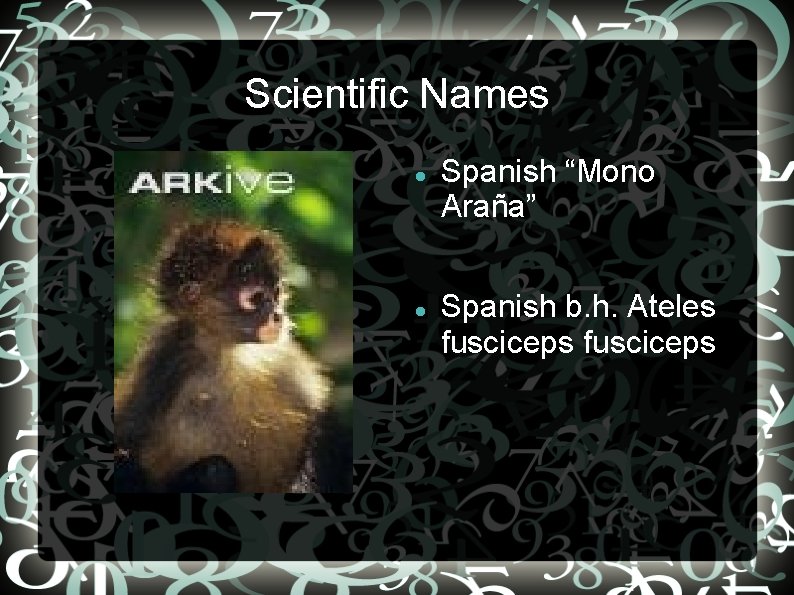 Scientific Names Spanish “Mono Araña” Spanish b. h. Ateles fusciceps 