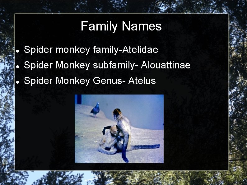 Family Names Spider monkey family-Atelidae Spider Monkey subfamily- Alouattinae Spider Monkey Genus- Atelus 