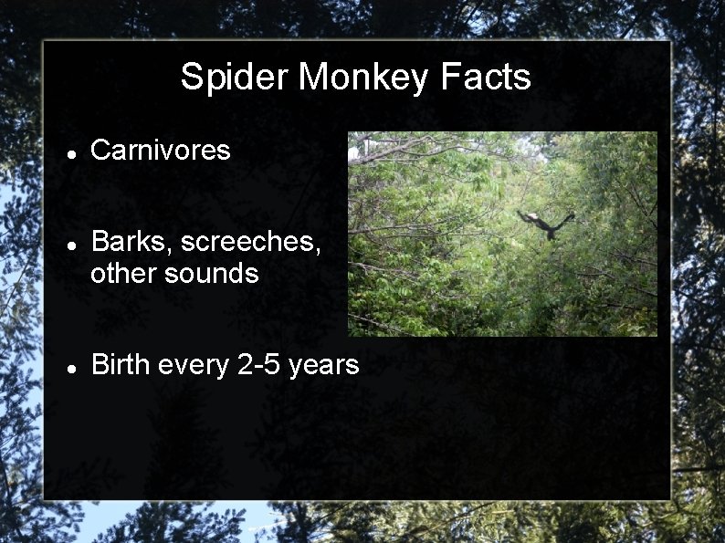 Spider Monkey Facts Carnivores Barks, screeches, other sounds Birth every 2 -5 years 