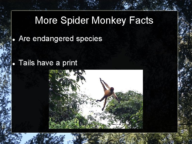 More Spider Monkey Facts Are endangered species Tails have a print 