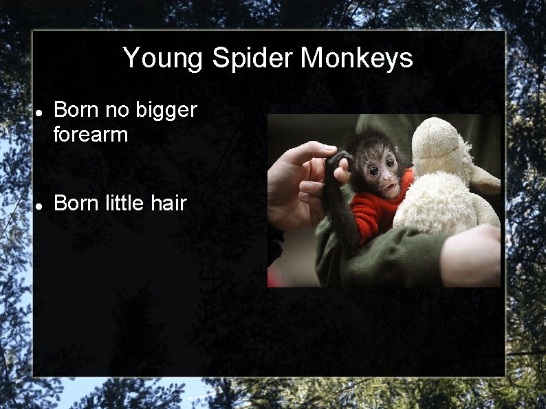 Young Spider Monkeys Born no bigger forearm Born little hair 