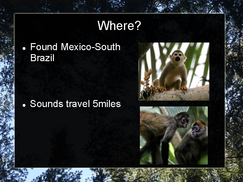 Where? Found Mexico-South Brazil Sounds travel 5 miles 