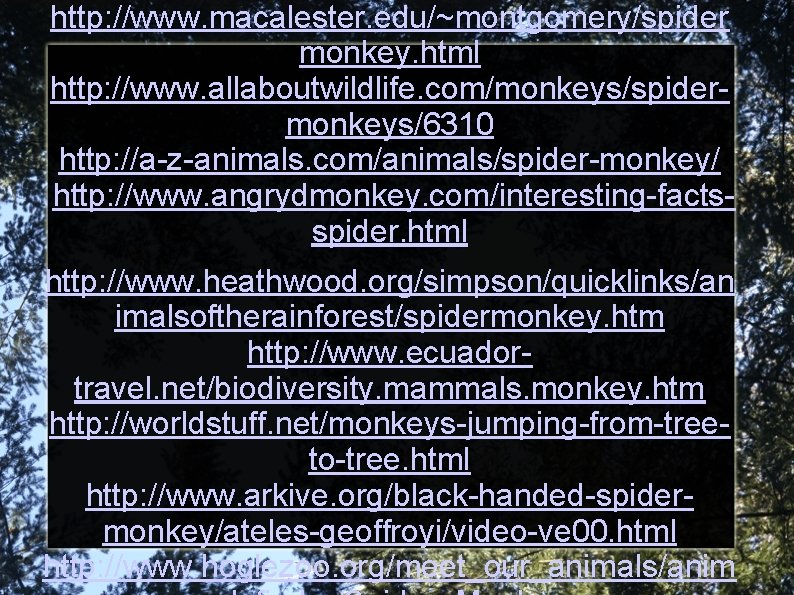 http: //www. macalester. edu/~montgomery/spider monkey. html http: //www. allaboutwildlife. com/monkeys/spidermonkeys/6310 http: //a-z-animals. com/animals/spider-monkey/ http: