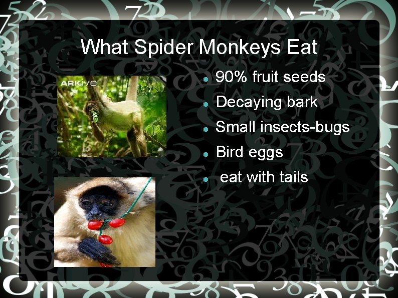 What Spider Monkeys Eat 90% fruit seeds Decaying bark Small insects-bugs Bird eggs eat