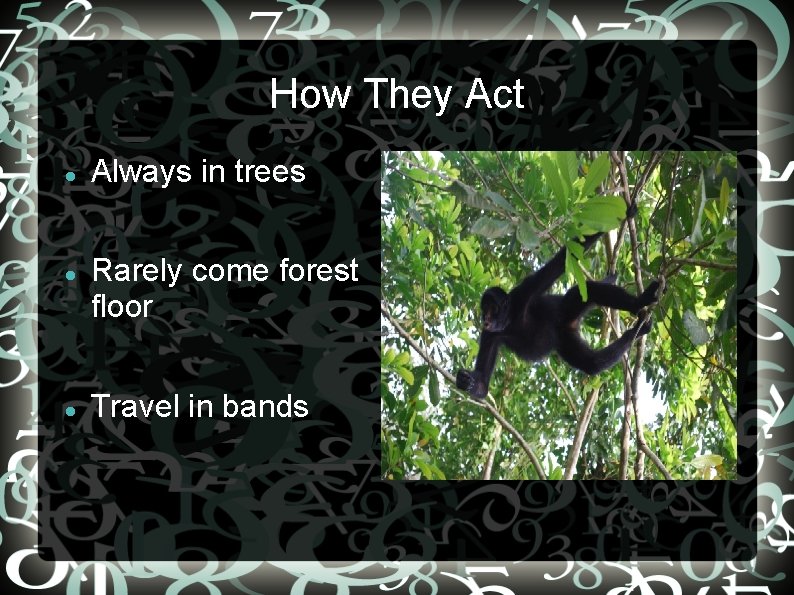 How They Act Always in trees Rarely come forest floor Travel in bands 