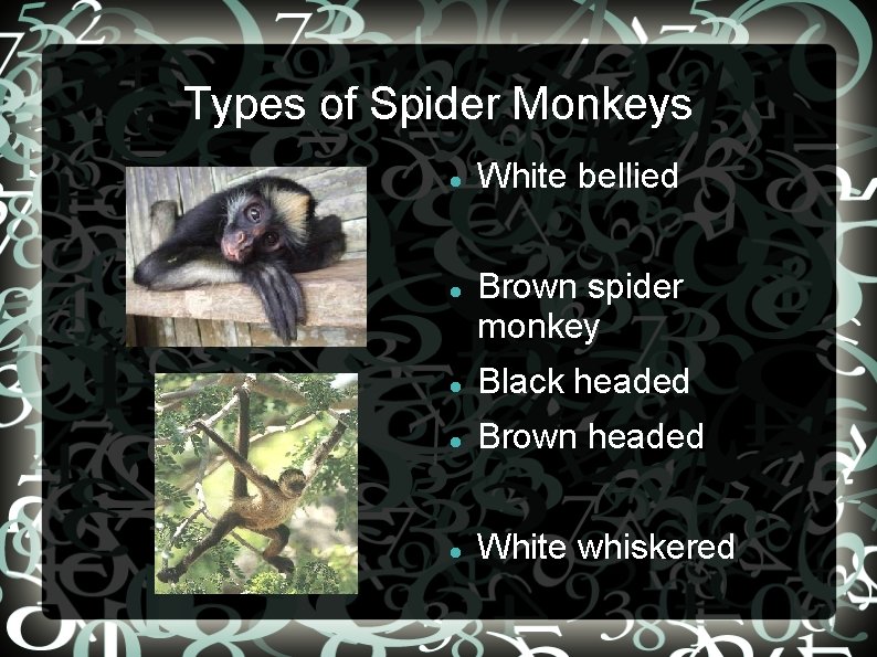 Types of Spider Monkeys White bellied Brown spider monkey Black headed Brown headed White