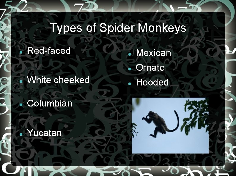 Types of Spider Monkeys Red-faced White cheeked Columbian Yucatan Mexican Ornate Hooded 