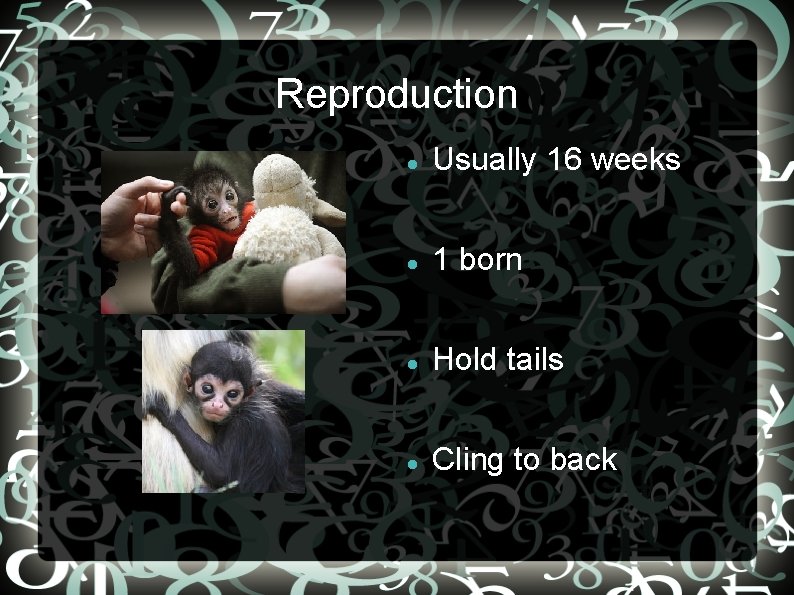 Reproduction Usually 16 weeks 1 born Hold tails Cling to back 