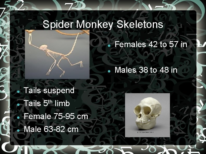 Spider Monkey Skeletons Tails suspend Tails 5 th limb Female 75 -95 cm Male