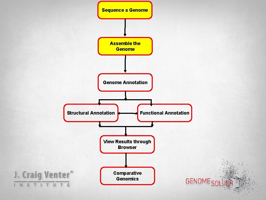 Sequence a Genome Assemble the Genome Annotation Structural Annotation Functional Annotation View Results through