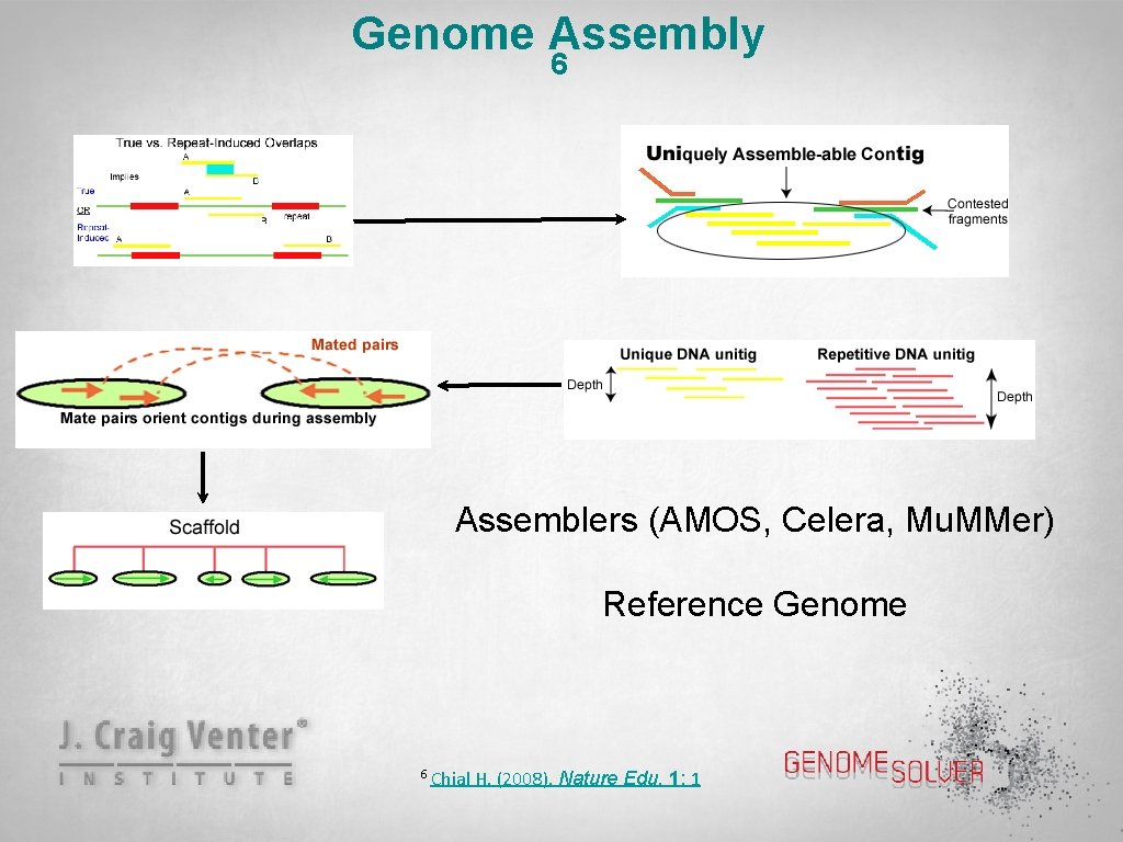 Genome Assembly 6 Assemblers (AMOS, Celera, Mu. MMer) Reference Genome 6 Chial H. (2008).