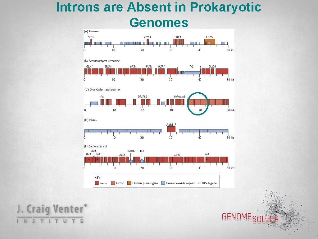 Introns are Absent in Prokaryotic Genomes 