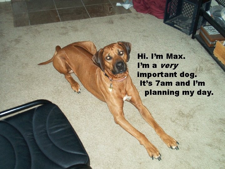 Hi. I’m Max. I’m a very important dog. It’s 7 am and I’m planning