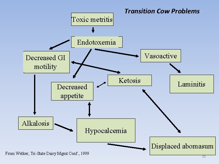 Toxic metritis Transition Cow Problems Endotoxemia Vasoactive Decreased GI motility Decreased appetite Alkalosis Ketosis