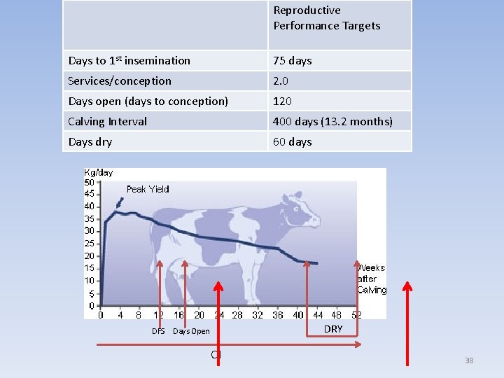 Reproductive Performance Targets Days to 1 st insemination 75 days Services/conception 2. 0 Days