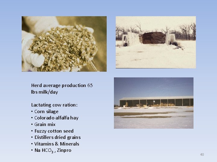 Herd average production 65 lbs milk/day Lactating cow ration: • Corn silage • Colorado