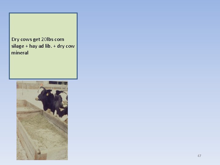 Dry cows get 20 lbs corn silage + hay ad lib. + dry cow