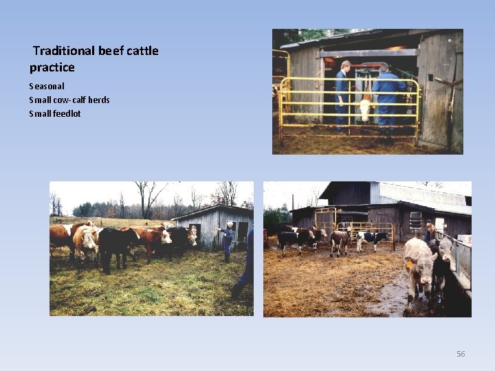 Traditional beef cattle practice Seasonal Small cow-calf herds Small feedlot 56 