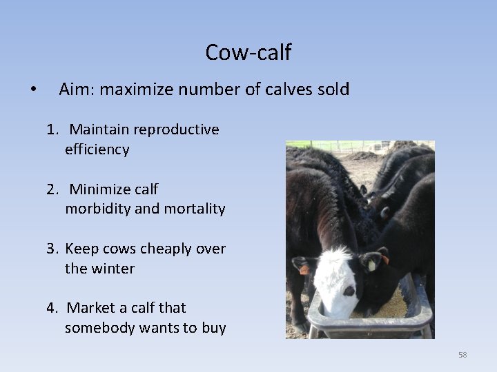 Cow-calf • Aim: maximize number of calves sold 1. Maintain reproductive efficiency 2. Minimize