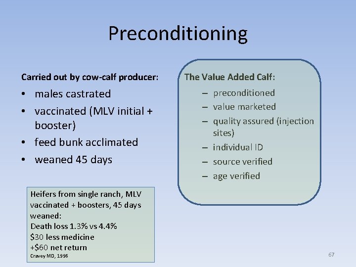 Preconditioning Carried out by cow-calf producer: • males castrated • vaccinated (MLV initial +