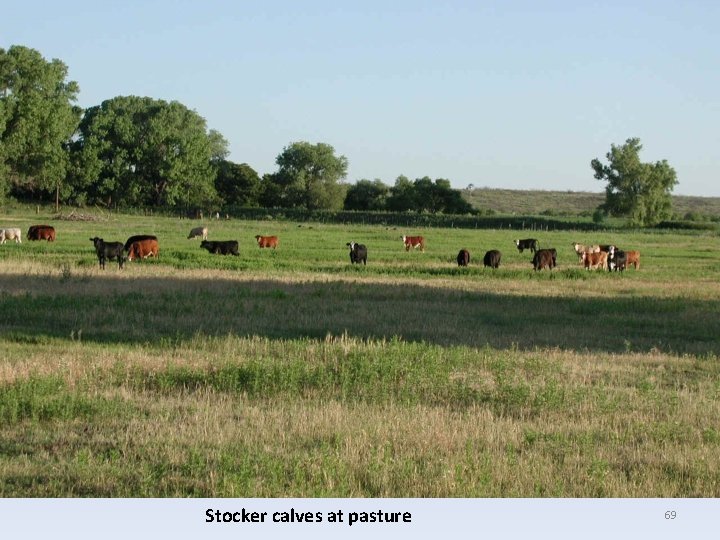 Stocker calves at pasture 69 