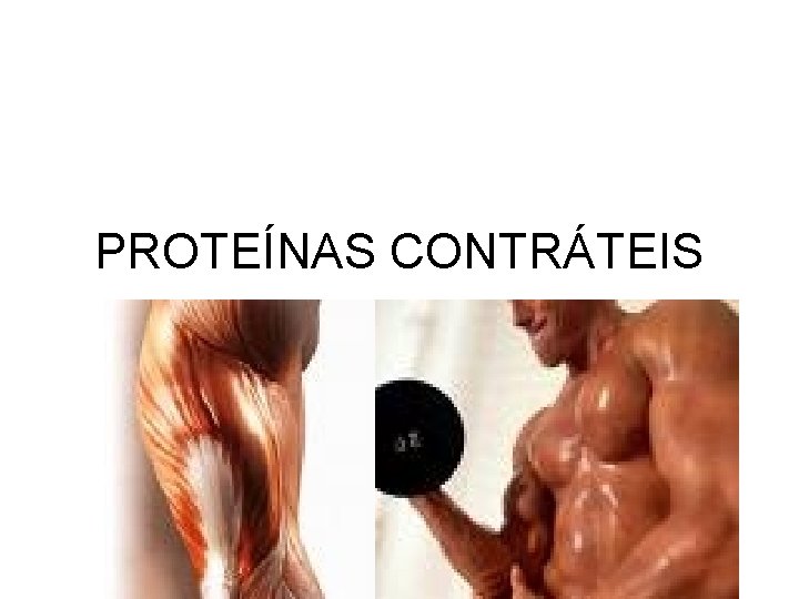 PROTEÍNAS CONTRÁTEIS 
