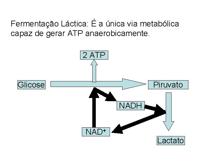 Fermentação Láctica: É a única via metabólica capaz de gerar ATP anaerobicamente. 2 ATP