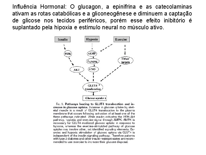 Influência Hormonal: O glucagon, a epinifrina e as catecolaminas ativam as rotas catabólicas e