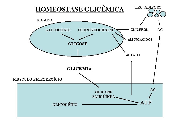 HOMEOSTASE GLICÊMICA TEC. ADIPOSO FÍGADO GLICOGÊNIO GLICONEOGÊNESE AG GLICEROL AMINOÁCIDOS GLICOSE LACTATO GLICEMIA MÚSCULO