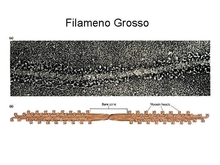 Filameno Grosso 