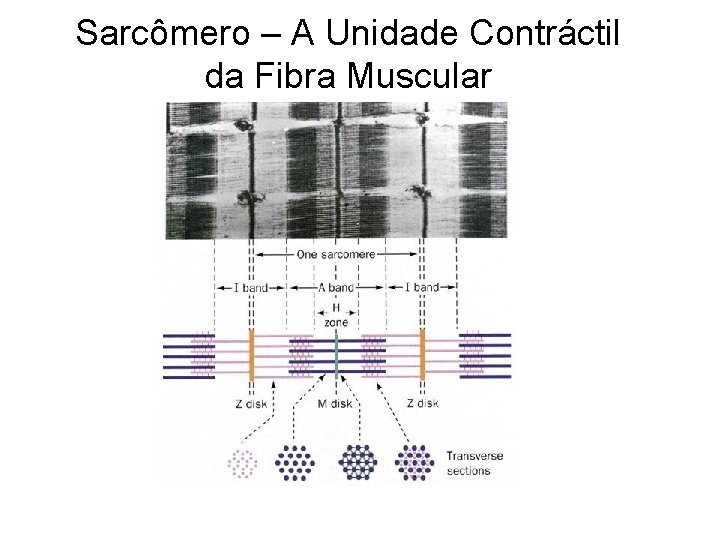 Sarcômero – A Unidade Contráctil da Fibra Muscular 