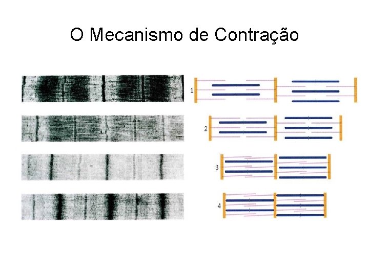 O Mecanismo de Contração 