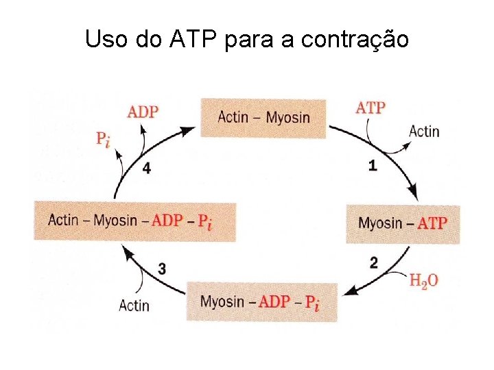 Uso do ATP para a contração 