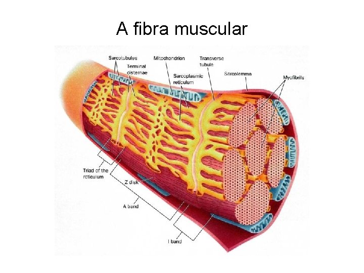 A fibra muscular 