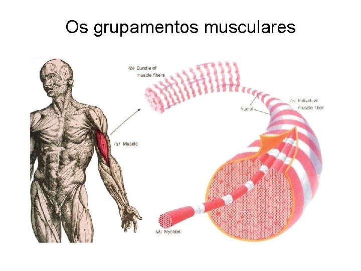Os grupamentos musculares 