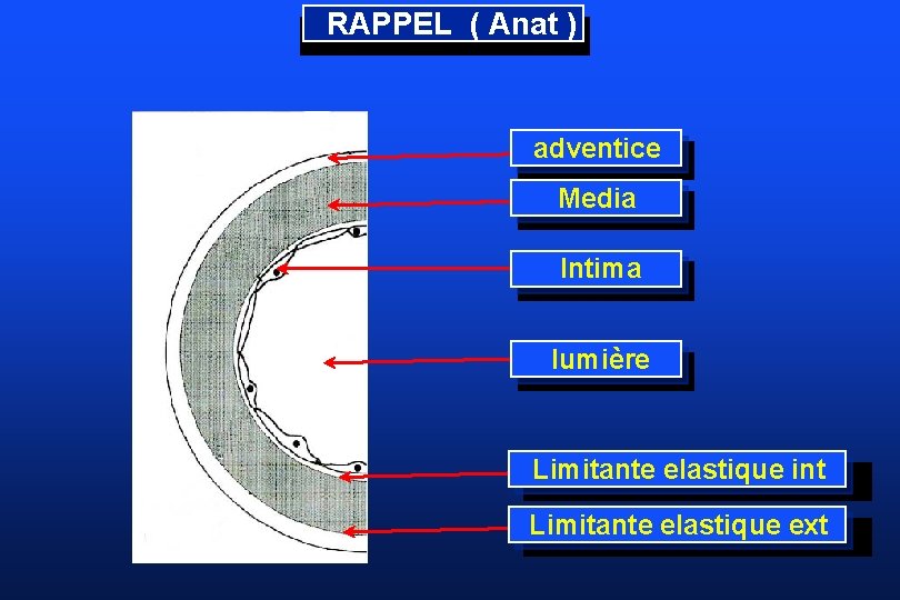 RAPPEL ( Anat ) adventice Media Intima lumière Limitante elastique int Limitante elastique ext