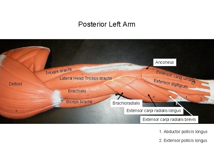 Posterior Left Arm Anconeus brachii s p e ic r T Lateral Head Triceps