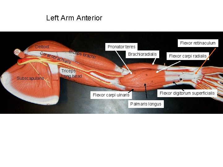 Left Arm Anterior Deltoid Cora cobr Bicep s bra achi Subscapularis Flexor retinaculum Pronator