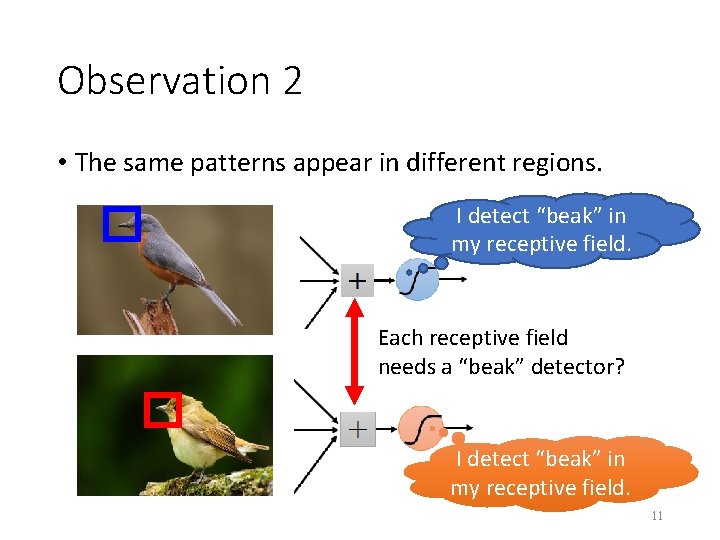 Observation 2 • The same patterns appear in different regions. I detect “beak” in