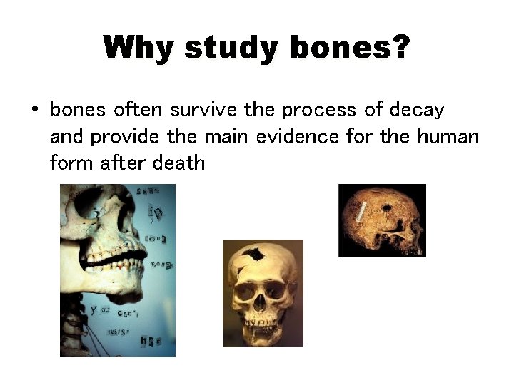 Why study bones? • bones often survive the process of decay and provide the