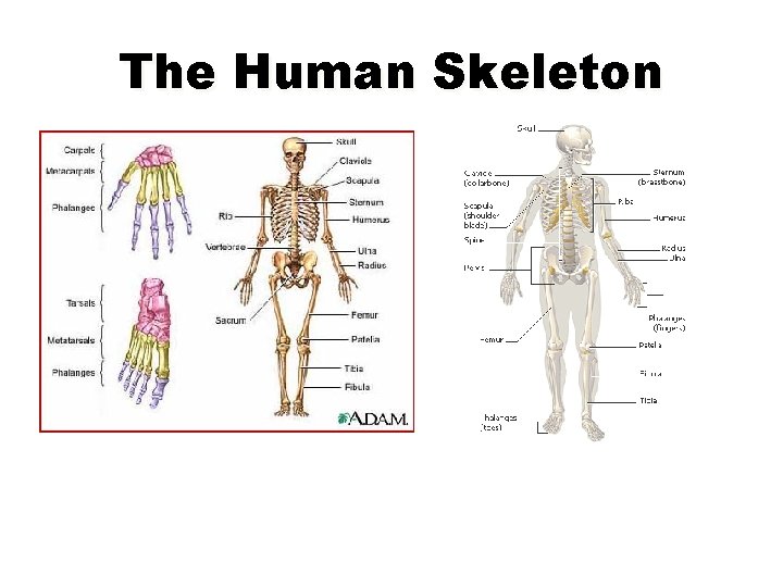 The Human Skeleton 